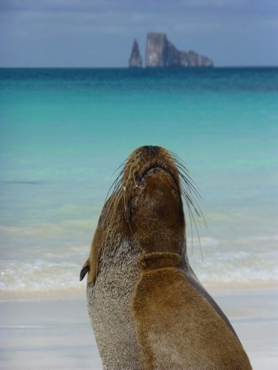 A sea lion with Kicker Rock in the background.