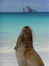 A sea lion with Kicker Rock in the background.: by steve_and_emma, Views[416]