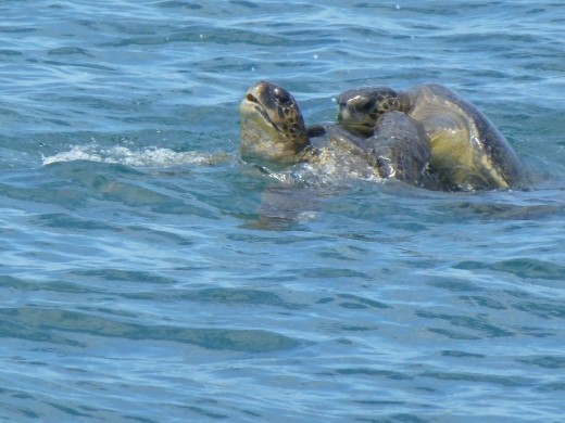 Mating turtles.