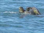 Mating turtles.: by steve_and_emma, Views[411]