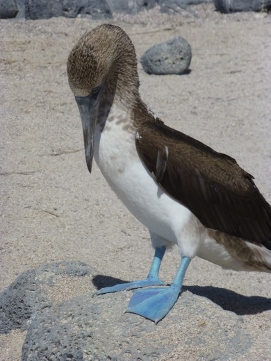 A blue-footed booby.