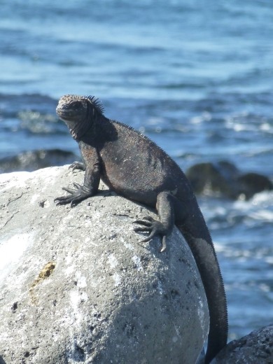 A marine iguana.