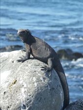 A marine iguana.: by steve_and_emma, Views[410]