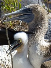 by steve_and_emma, Views[459]