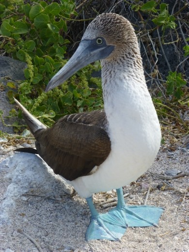 My fave bird of the trip.