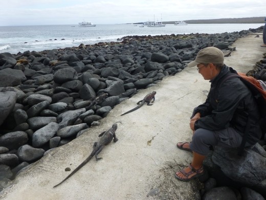 Emma watching the march of the iguanas.