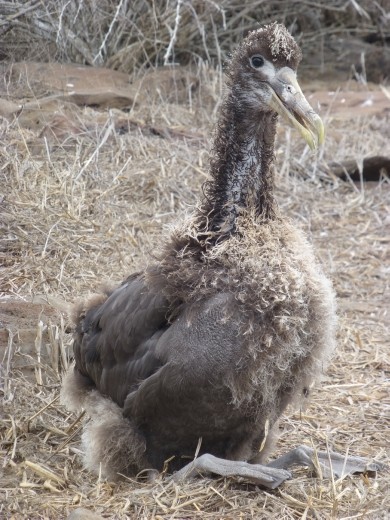 A baby waved albatross.
