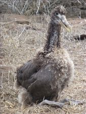 A baby waved albatross.: by steve_and_emma, Views[637]
