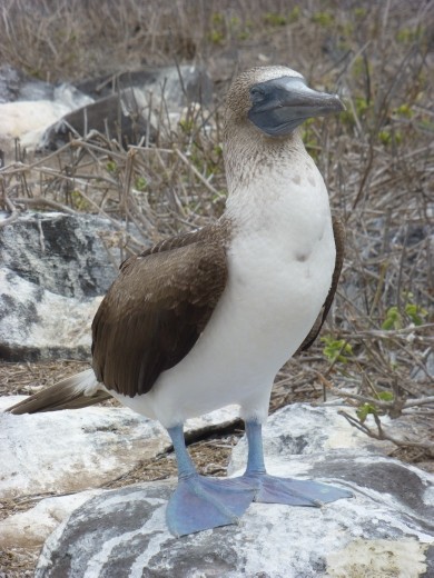 Lots of boobies on Espanola.