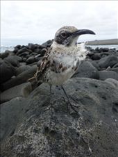 A hood mocking bird.: by steve_and_emma, Views[417]