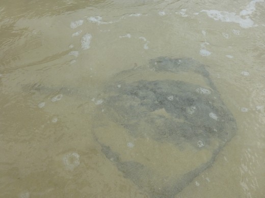 The beach on Floreana was full of sting rays.