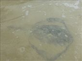 The beach on Floreana was full of sting rays.: by steve_and_emma, Views[290]
