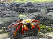 Not much wildlife left on Floreana due to human destruction but lots of crabs still.: by steve_and_emma, Views[512]