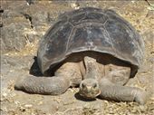 A baby giant tortoise at the Darwin Research Station on Santa Cruz.: by steve_and_emma, Views[523]