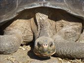 A huge giant tortoise, shame we didn't see them in the wild but the reasearch centre is doing a good job trying to increase the populations.: by steve_and_emma, Views[501]
