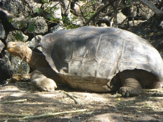 Not 'Lonesome George' I'm afraid as he kicked the bucket not long before we made it to the Galapagos.