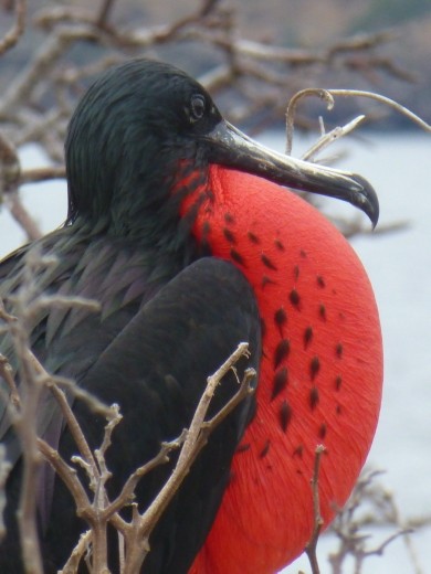 The male frigate birds put on a good show for us.