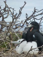 Frigate bird and chick.: by steve_and_emma, Views[562]