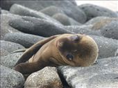 The sea lions looked as sad as us when we left the Galapagos.: by steve_and_emma, Views[496]