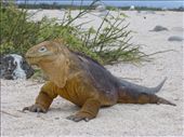 An iguana came to say good-bye too.: by steve_and_emma, Views[500]