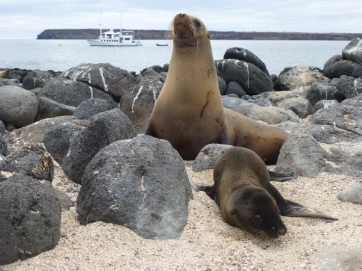 What a brilliant experence it was to spend 8 days in the Galapagos Islands.