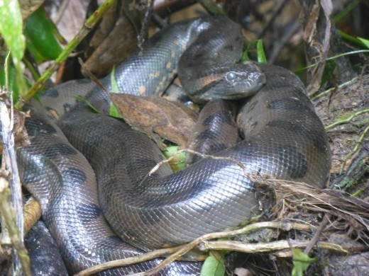 Our first sighting of a small anaconda.