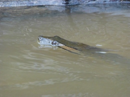 I spotted this one swimming by the boat.