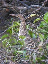 A young tiger heron.: by steve_and_emma, Views[373]