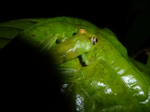 A glass frog in the garden of Samona Lodge.