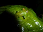 A glass frog in the garden of Samona Lodge.: by steve_and_emma, Views[411]