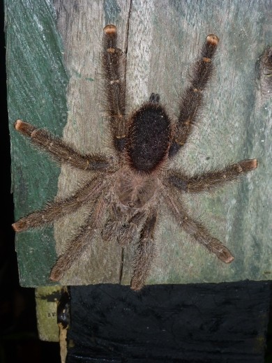 We were allocated tarantula hut and it lived up to its name.