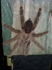 We were allocated tarantula hut and it lived up to its name.: by steve_and_emma, Views[353]
