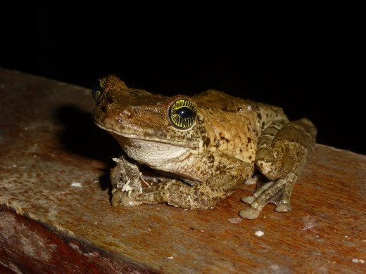 A frog joined us in the dining room.