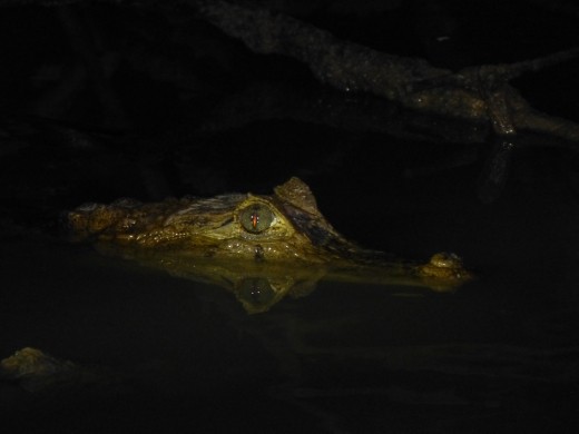 A spectacled caiman,