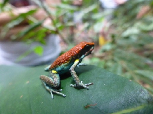 I have always wanted to see a poison dart frog but 3 hours trekking through a mud bath to see one?