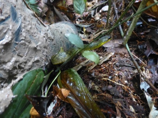 The guide holds down a swamp snake.
