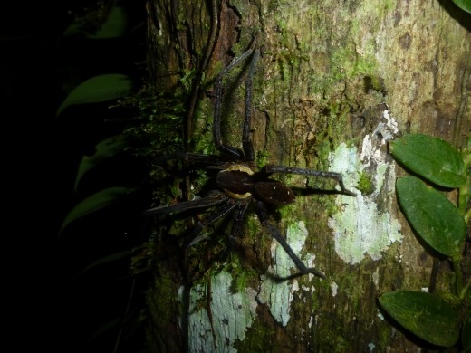 Lots of spids on the night walk.