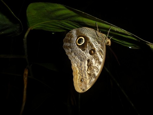 An owl eye butterfly.