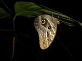 An owl eye butterfly.: by steve_and_emma, Views[396]
