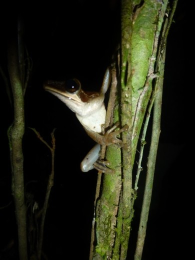 A tree frog.