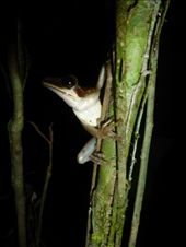 A tree frog.: by steve_and_emma, Views[297]