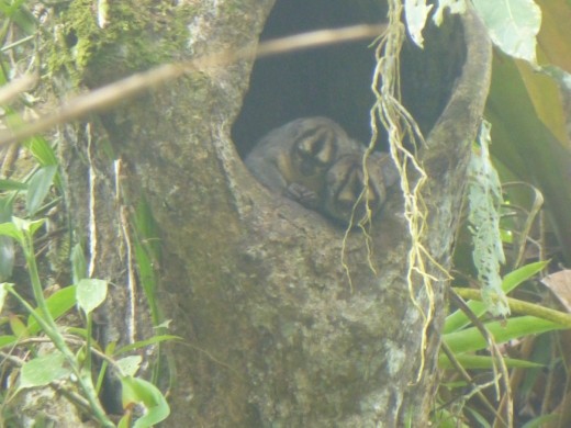 Noisy night monkys not making a sound.