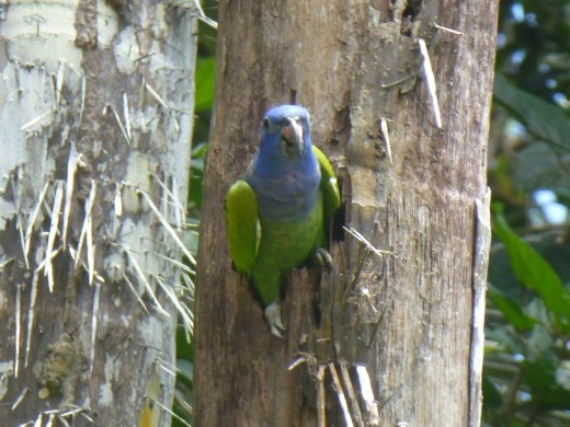 A blue-headed parrot says hello.