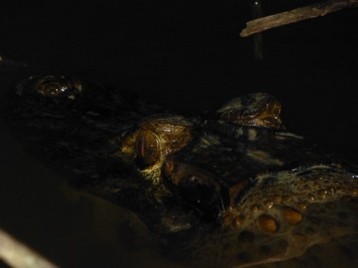 A large black caiman. 4 or 8 metres long ?