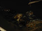 A large black caiman. 4 or 8 metres long ?: by steve_and_emma, Views[632]