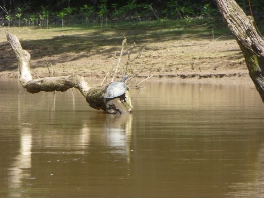 Leaping turtles!