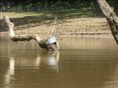 Leaping turtles!: by steve_and_emma, Views[834]