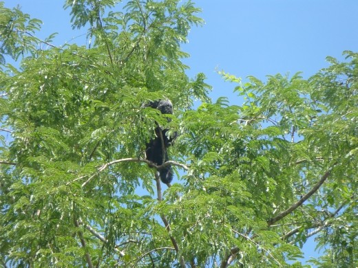 A monk saki monkey.