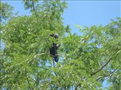 A monk saki monkey.: by steve_and_emma, Views[615]