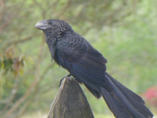 Bird life on the way to the coffee plantation.